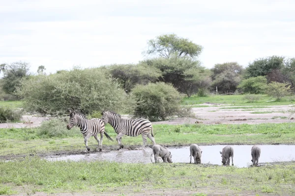 Zebra botswana africa savannah wild animal picture — Stockfoto