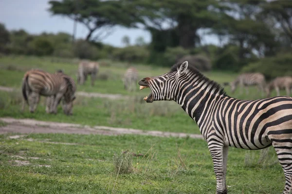 Zebra botswana africa savannah wild animal picture — Stockfoto