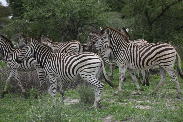 Зебра Ботсвана Африки Саванна диких тварин малюнок — стокове фото