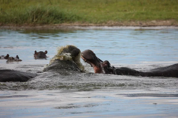 Wild Africa Botswana savannah African Hippo animal mammal — Stock Photo, Image