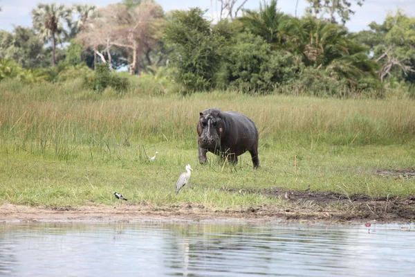 Vahşi Afrika Botsvana savannah Afrika Hippo hayvan memeli — Stok fotoğraf