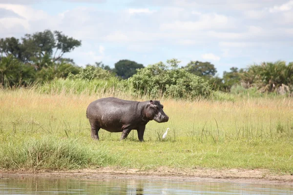 Wild Africa Botswana savannah African Hippo mamífero animal — Foto de Stock