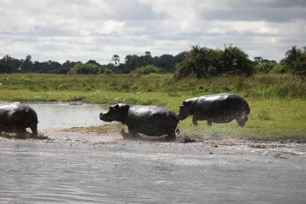 Vahşi Afrika Botsvana savannah Afrika Hippo hayvan memeli — Stok fotoğraf