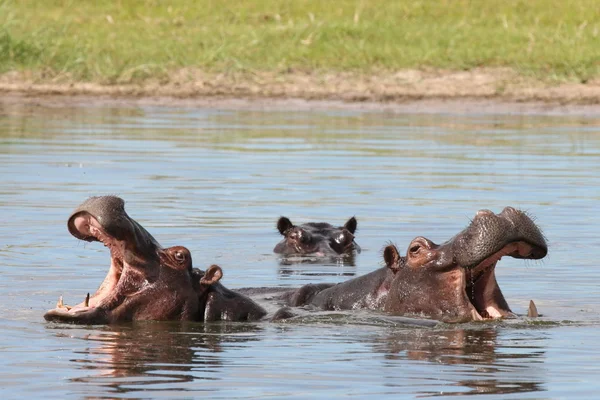 Dziki ssak zwierzęta sawanny Afryki Hippo Afryka Botswana — Zdjęcie stockowe