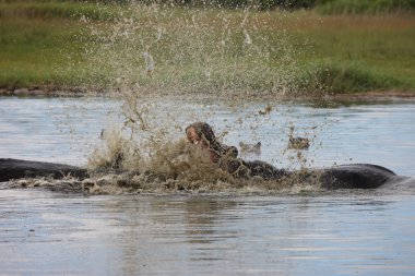 Vahşi Afrika Botsvana savannah Afrika Hippo hayvan memeli