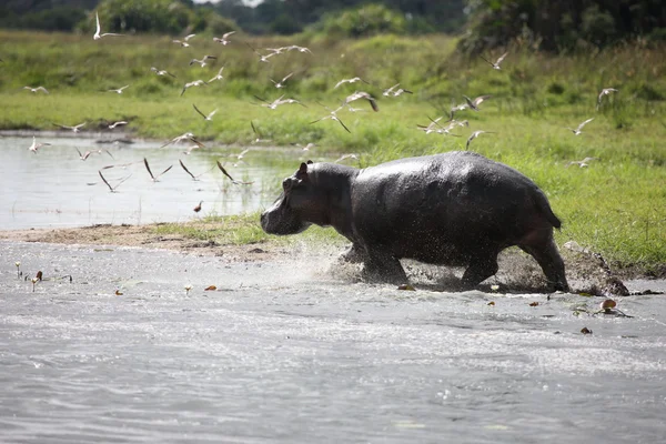 Wild Africa Botswana savannah African Hippo animal mammal — Stock Photo, Image