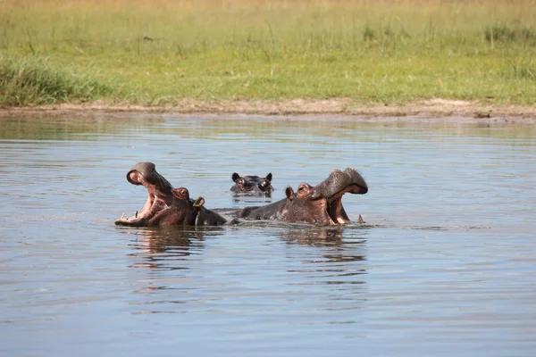 野生アフリカ ボツワナ サバンナ アフリカのカバ動物哺乳類 — ストック写真