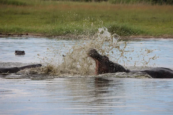 Wild Africa Botswana savannah African Hippo mamífero animal — Foto de Stock