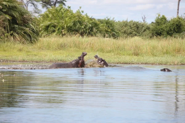 Дикая Африка Ботсвана Саванна Африканское млекопитающее бегемота — стоковое фото