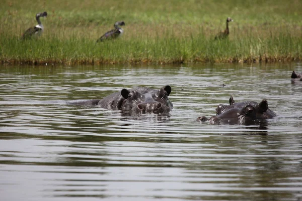 Wild Afrika Botswana savannah Afrikaanse Hippo dierlijke zoogdieren — Stockfoto