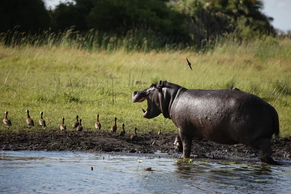 Wild Afrika Botswana savannah Afrikaanse Hippo dierlijke zoogdieren — Stockfoto