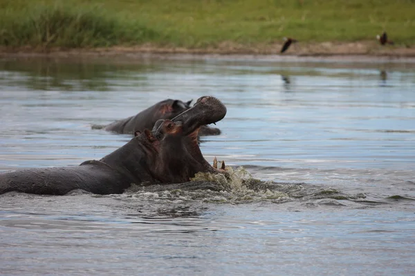 Afrique sauvage Botswana savane Hippopotame africain mammifère animal — Photo