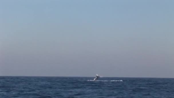고래는 바다 표면 남아 프리 카 공화국에 — 비디오