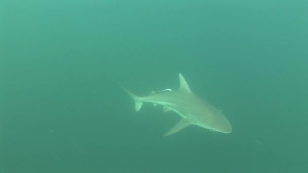 Tiburón gris Vídeo submarino — Vídeos de Stock