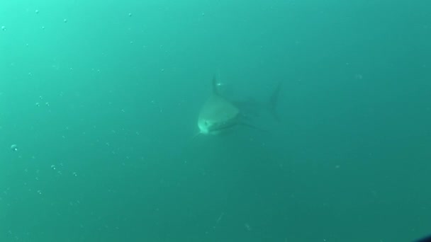 Подводное видео большой тигровой акулы — стоковое видео