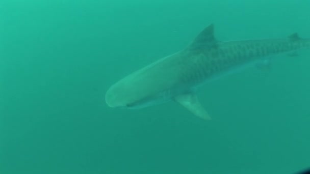 Επικίνδυνη μεγάλο Tiger Shark υποβρύχια Βιντεοσκόπηση — Αρχείο Βίντεο