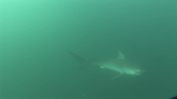 Tehlikeli büyük kaplan köpekbalığı sualtı Video — Stok video