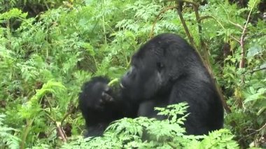 Vahşi goril Ruanda tropikal orman 