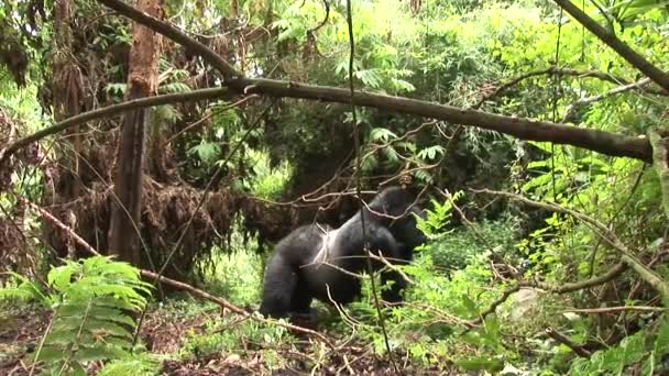 Άγρια γορίλα Ρουάντα τροπικό δάσος — Αρχείο Βίντεο