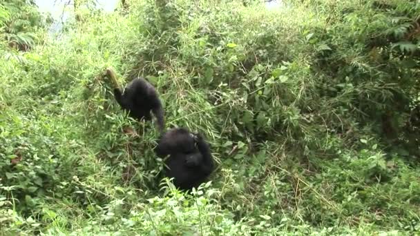 Wild Gorilla Rwanda tropisch woud — Stockvideo