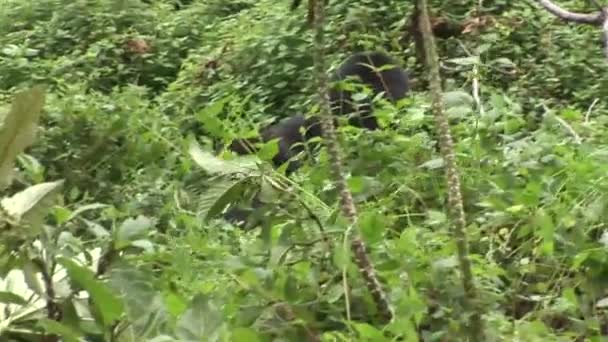 Wilder Gorilla Ruanda Tropenwald — Stockvideo