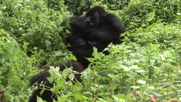 Gorille sauvage Rwanda Forêt tropicale  