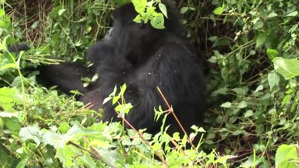 Vilda Gorilla Rwanda tropisk skog — Stockvideo