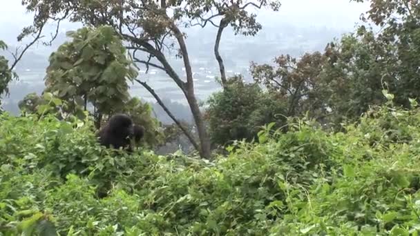 Wild Gorilla Rwanda tropisch woud — Stockvideo