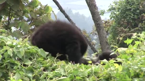 Gorila selvagem Ruanda Floresta tropical — Vídeo de Stock