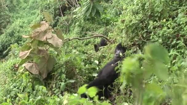 Bosque tropical salvaje gorila Ruanda — Vídeos de Stock