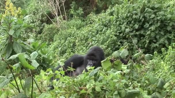 Wild Gorilla Rwanda tropisch woud — Stockvideo