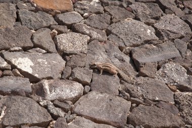 Sincap komik hayvan kadınla