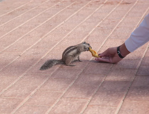 Chipmunk grappige dier met vrouw — Stockfoto