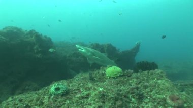 Tehlikeli Boğa köpekbalığı (Carcharhinus leucas) sualtı Video