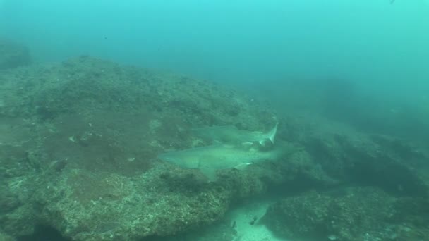危険なオオメジロザメ (メジロザメ属のイルカ) 水中ビデオ — ストック動画