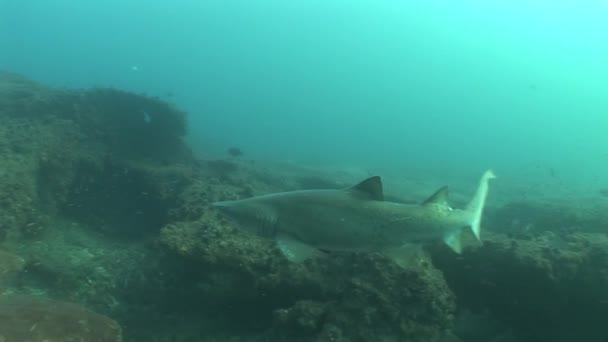 Tubarão-touro perigoso (Carcharhinus leucas) Vídeo subaquático — Vídeo de Stock