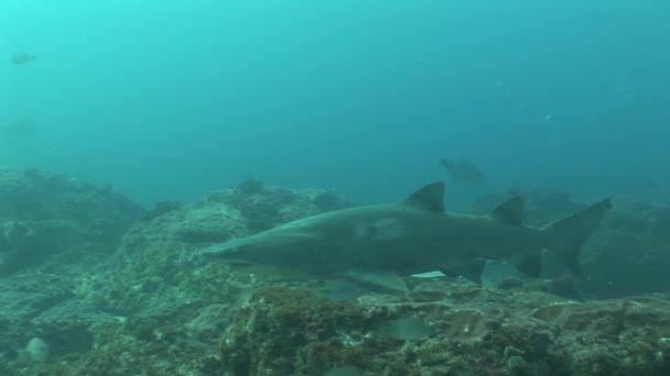 Tubarão-touro perigoso (Carcharhinus leucas) Vídeo subaquático — Vídeo de Stock