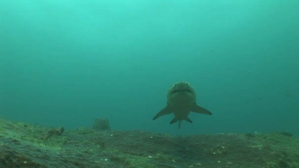 危険なオオメジロザメ (メジロザメ属のイルカ) 水中ビデオ — ストック動画