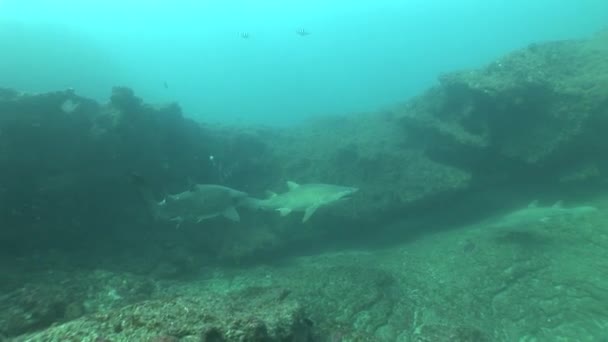 Veszélyes Bikacápa (Carcharhinus leucas) víz alatti videó — Stock videók