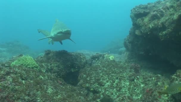 Dangereux requin taureau (Carcharhinus leucas) Vidéo sous-marine 