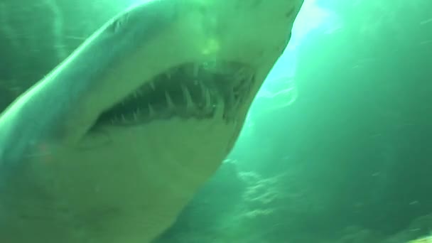 Dangerous Bull Shark (Carcharhinus leucas) Underwater Video — Stock Video