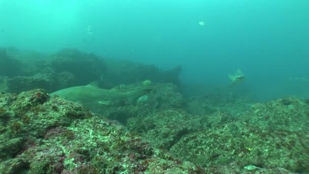 危险的牛鲨 （隶属真鲨莱夫卡斯岛） 水下视频 — 图库视频影像