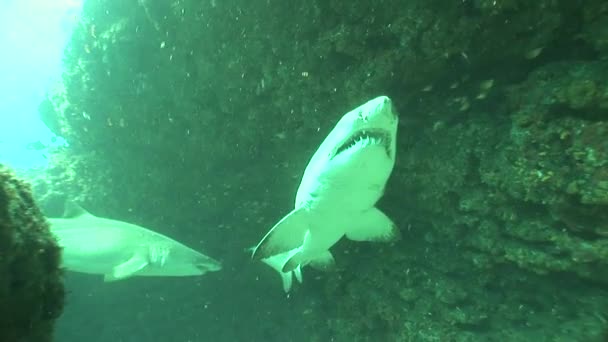 Pericoloso Bull Shark (Carcharhinus leucas) Video subacqueo — Video Stock