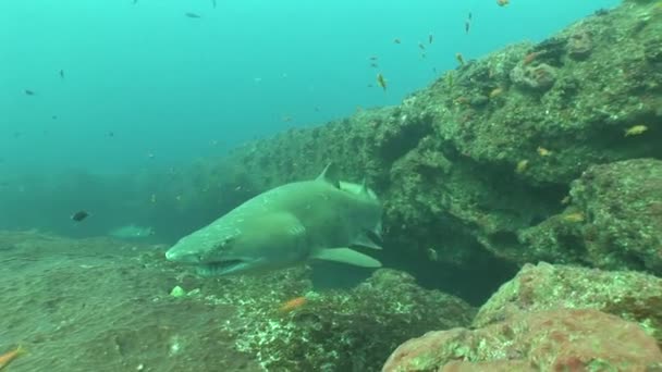 Tubarão-touro perigoso (Carcharhinus leucas) Vídeo subaquático — Vídeo de Stock