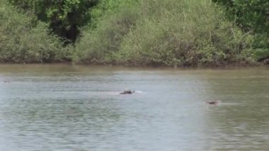 Afrika nehir su su aygırı (su aygırı amphibius içinde vahşi su aygırı)   