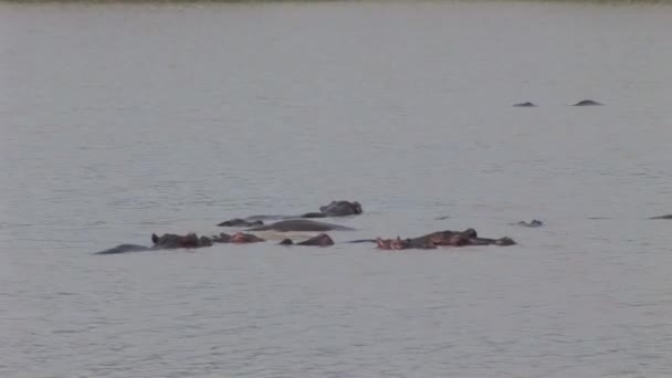 Vilda Hippo i afrikanska floden vatten flodhäst (Hippopotamus amphibius) — Stockvideo