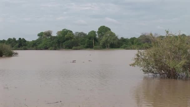 Wildflusspferd im afrikanischen Flusswasser-Nilpferd) — Stockvideo