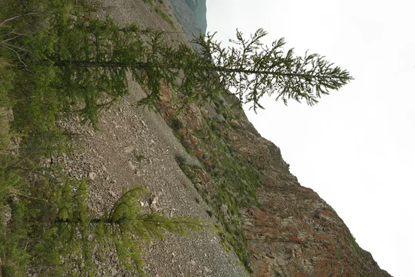 Altai região Rússia paisagens montanhosas — Fotografia de Stock