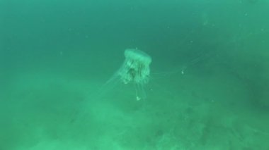 denizanası medusa sualtı video 