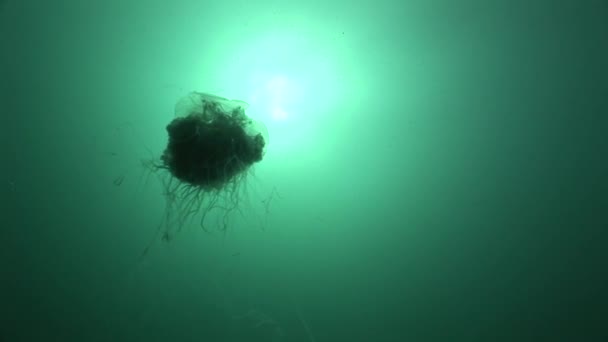 Medusa medusa subaquática vídeo — Vídeo de Stock